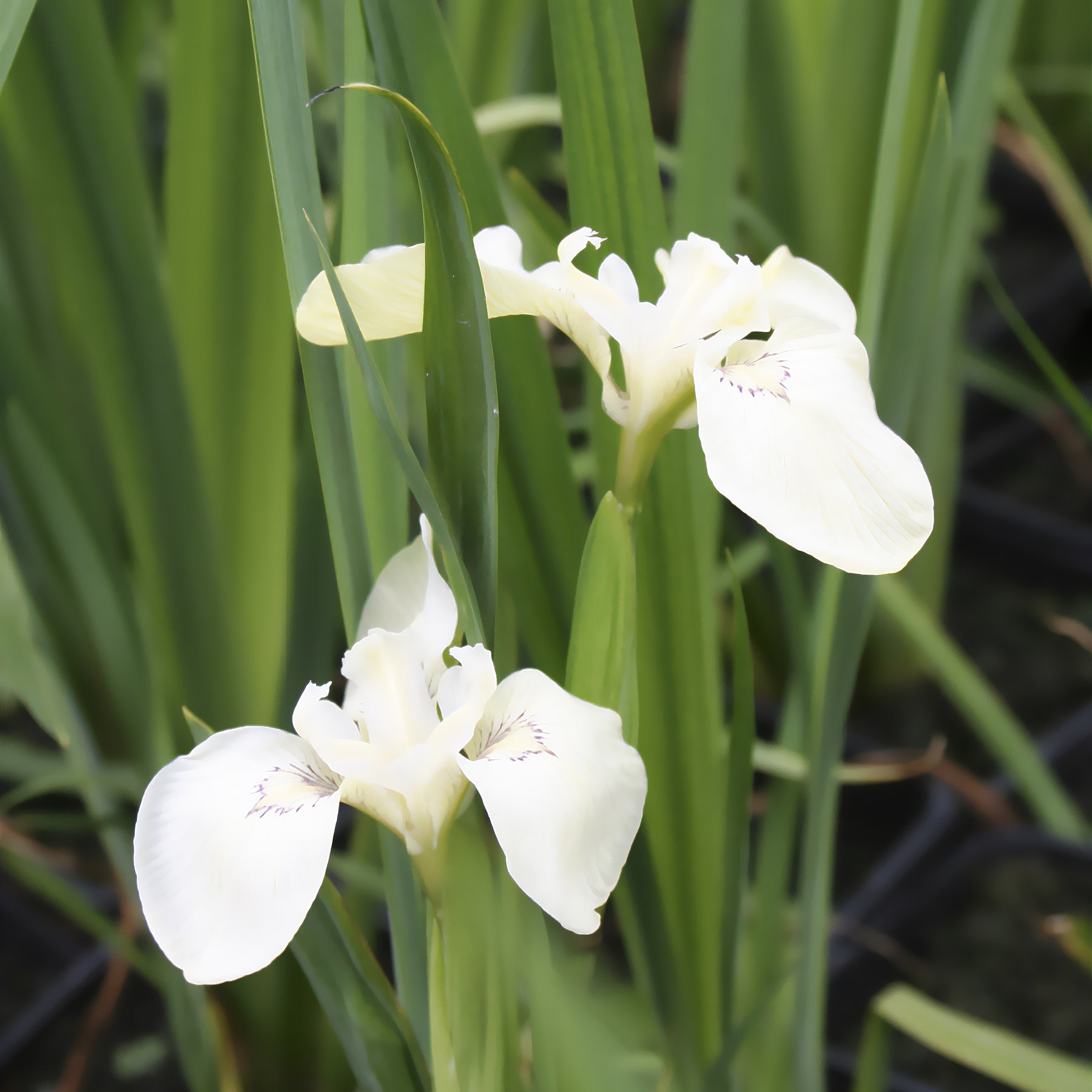 Iris pseudacorus Alba - Iris des marais à fleurs blanches - Iris de Sibérie et du Japon