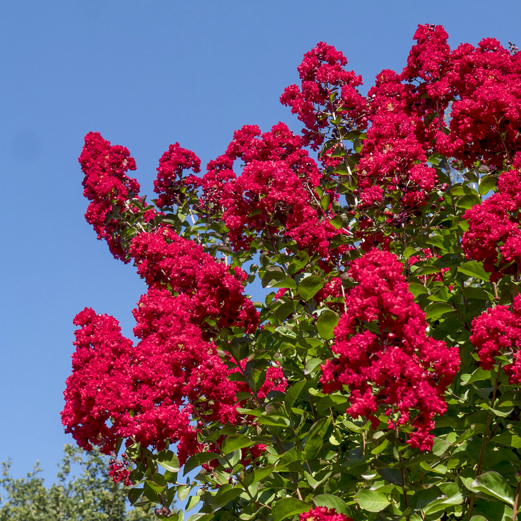 Lilas des Indes Dynamite - Willemse