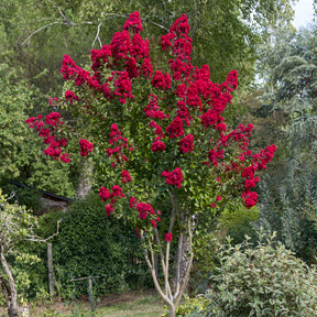 Lagerstroemia indica Dynamite - Lilas des Indes Dynamite - Lilas des Indes