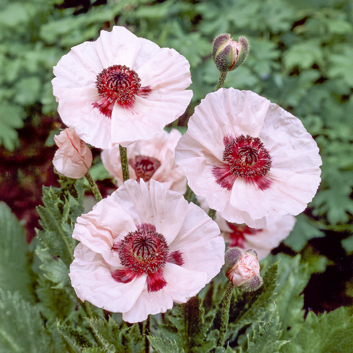 Pavot d'Orient Karine - Papaver orientale Karine - Willemse