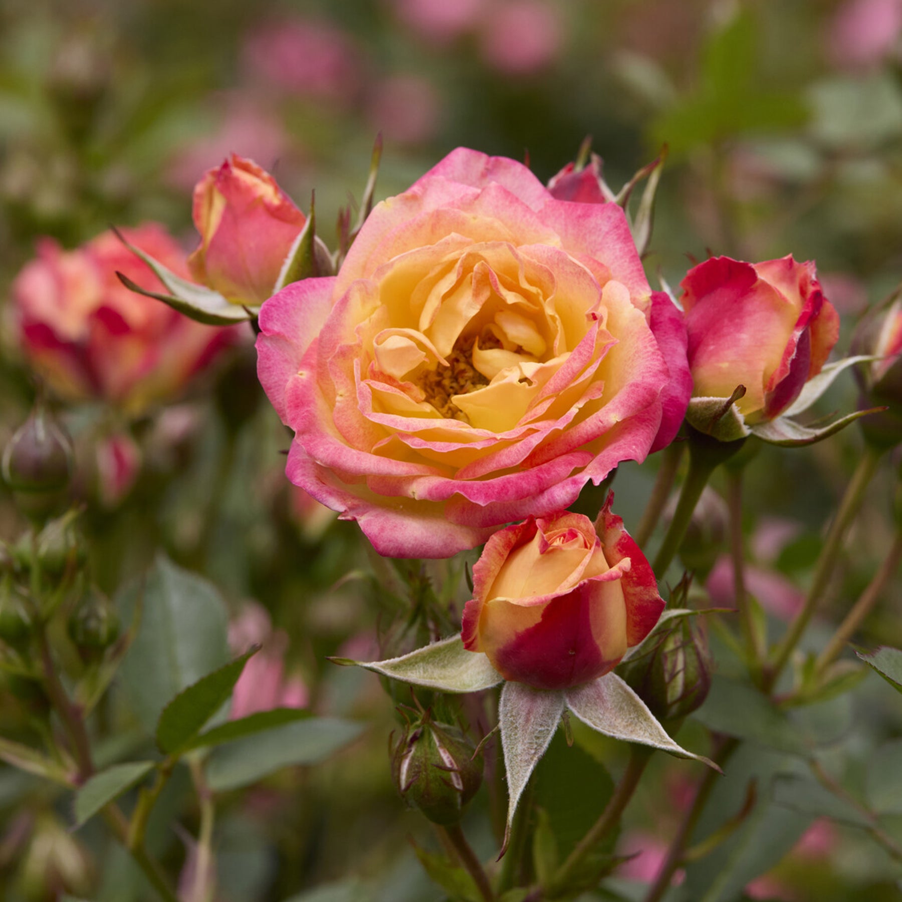 Rosier miniature Little Sunset®  - Rosa Little Sunset® - Willemse