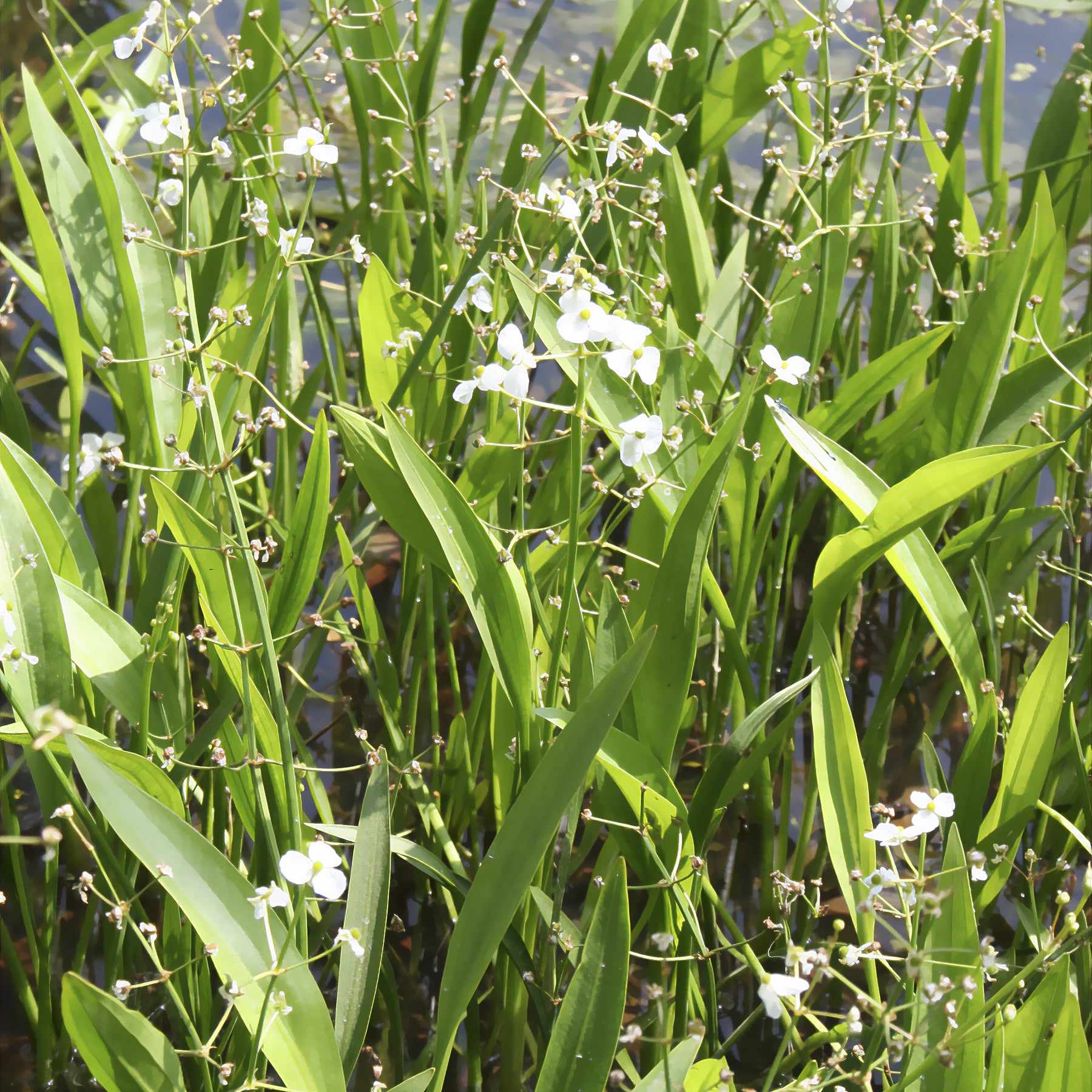 Sagittaria graminea - Sagittaire graminiforme - Plantes de berges