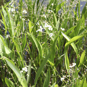 Sagittaria graminea - Sagittaire graminiforme - Plantes de berges