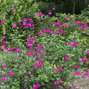 Salvia microphylla Cerro Potosi - Sauge arbustive Cerro Potosi - Sauges