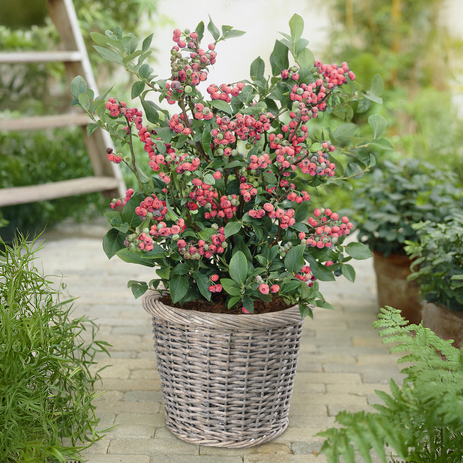 Vaccinium x ashei Pink Lemonade - Myrtillier Pink Lemonade - Myrtillier