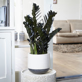 Zamioculcas Raven - Willemse