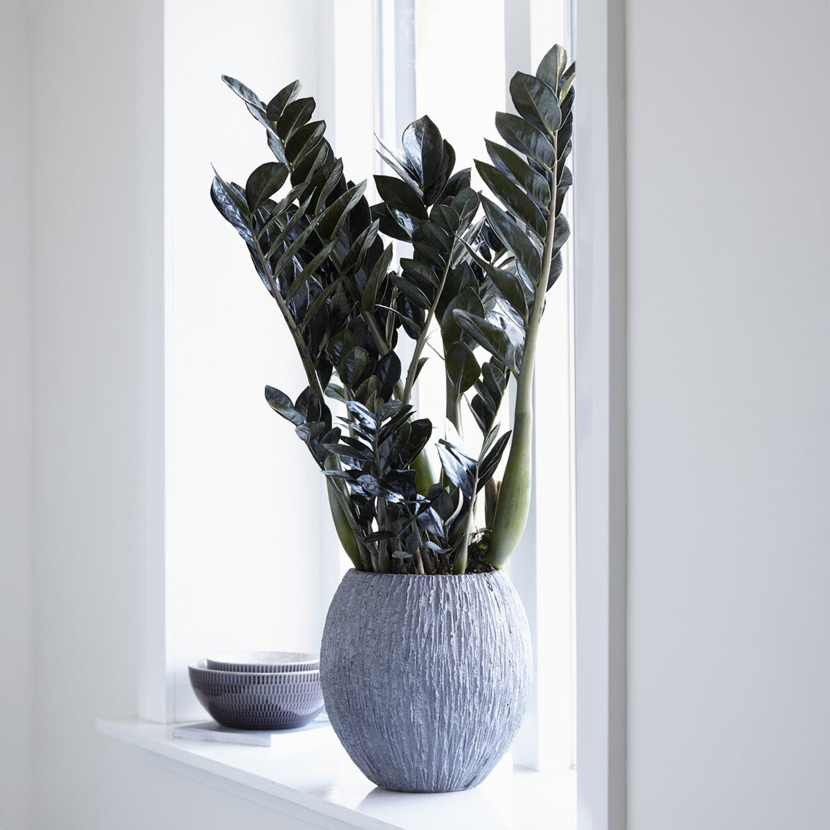 Zamioculcas Raven - Zamioculcas zamiifolia Raven - Willemse