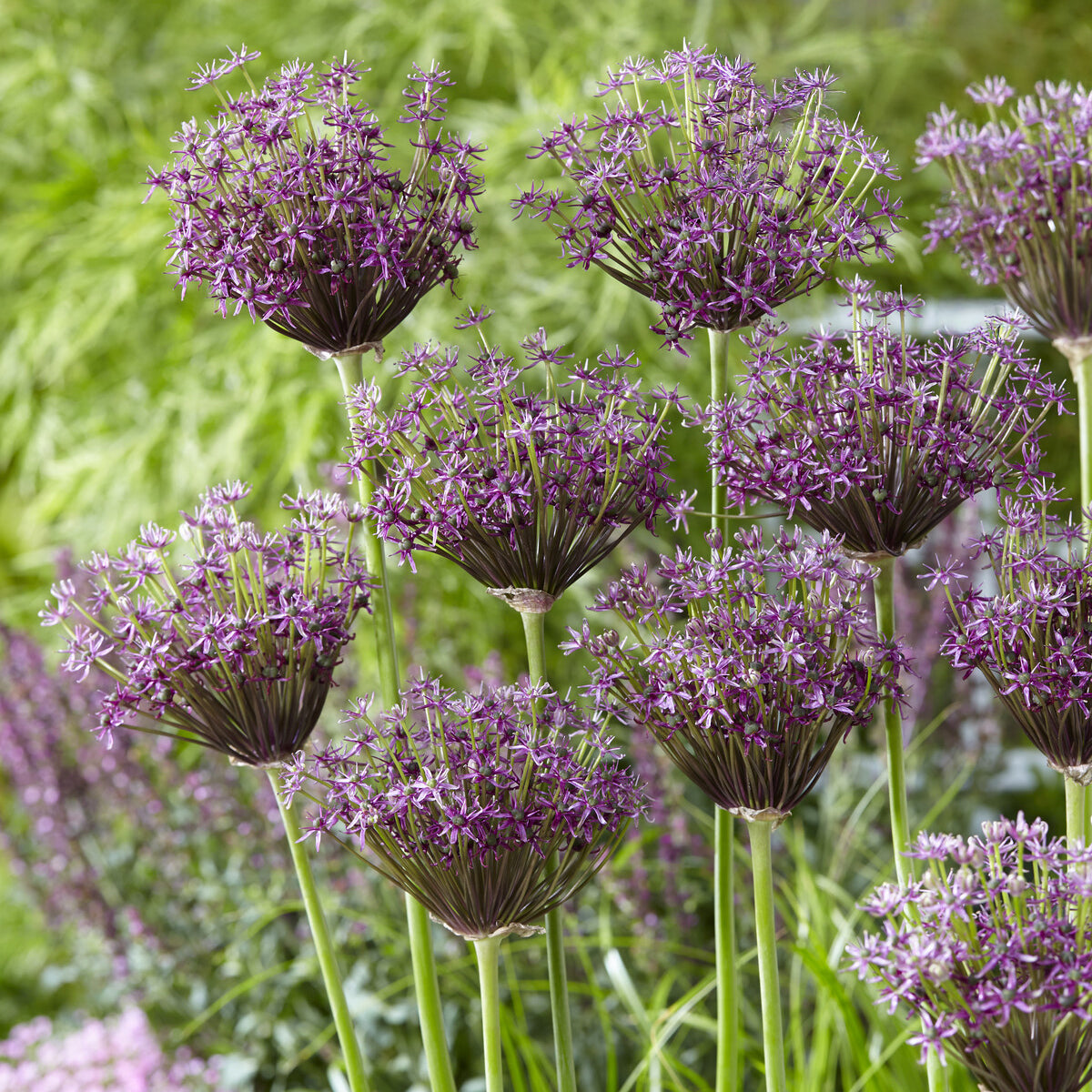 Alliums Miami - Allium Miami - Willemse