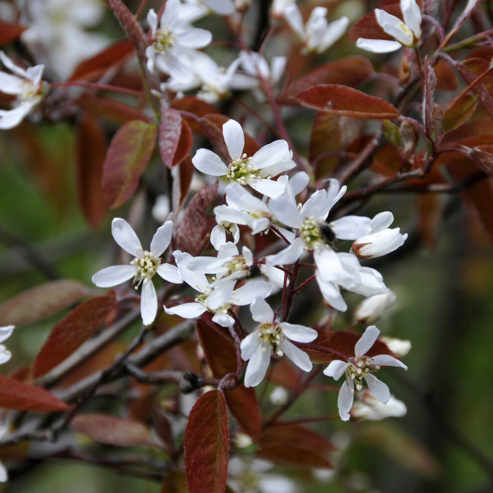 Amélanchier lisse - Amelanchier laevis - Willemse