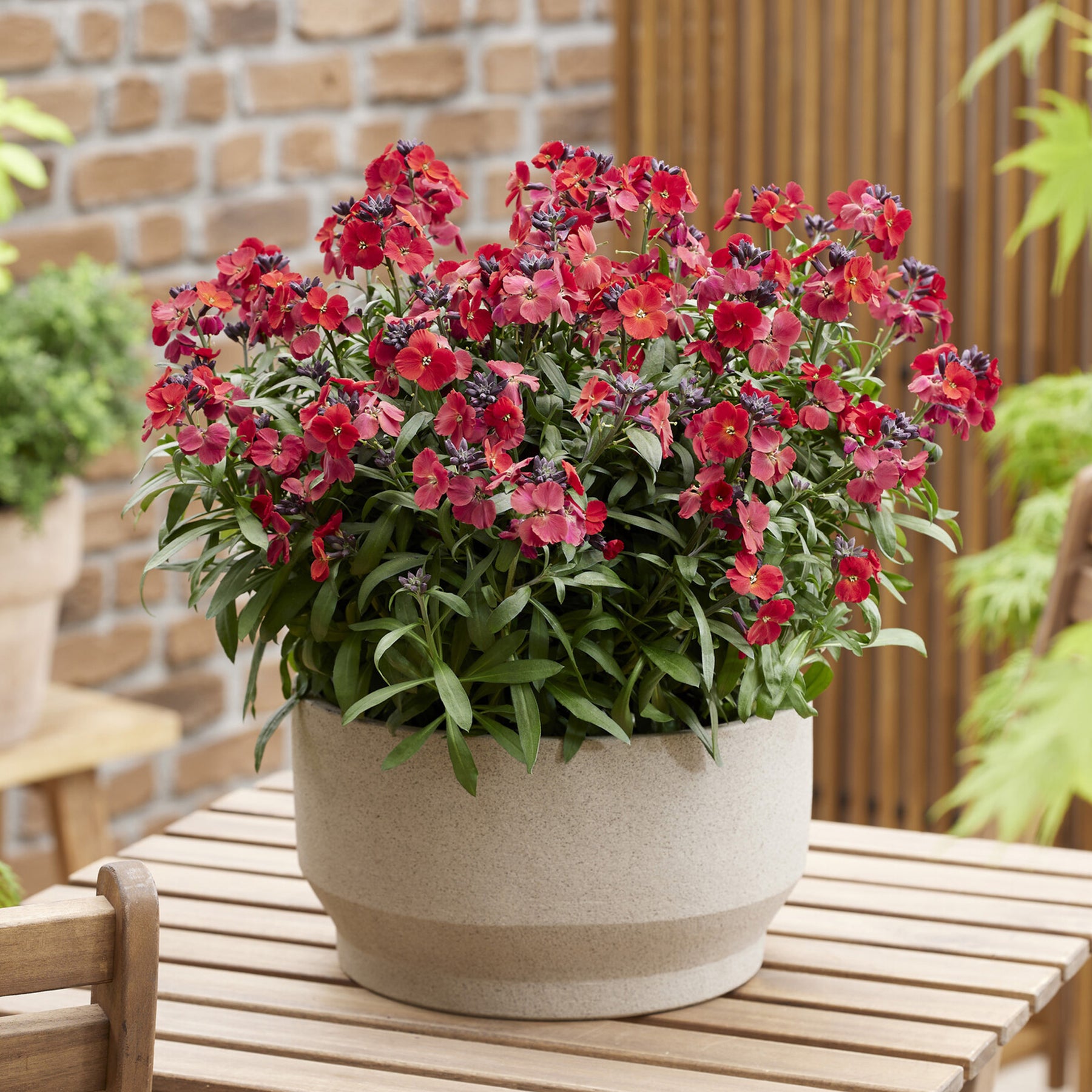 Erysimum Colour Vibe Red ® - Giroflée Colour Vibe Red® - Escallonia