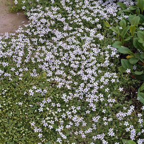 3 Étoiles bleues tapissantes - Isotoma fluviatilis - Fleurs vivaces