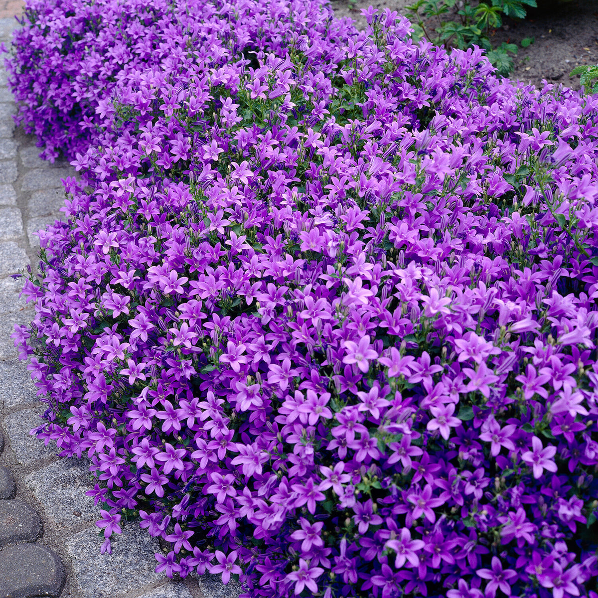 3 Campanules des murailles - Campanula portenschlagiana - Willemse