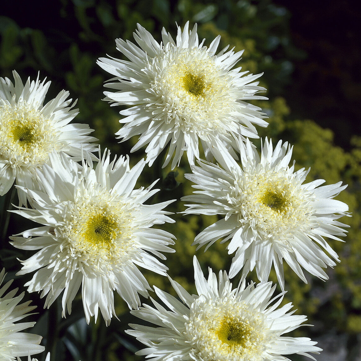 Marguerite Wirral Supreme