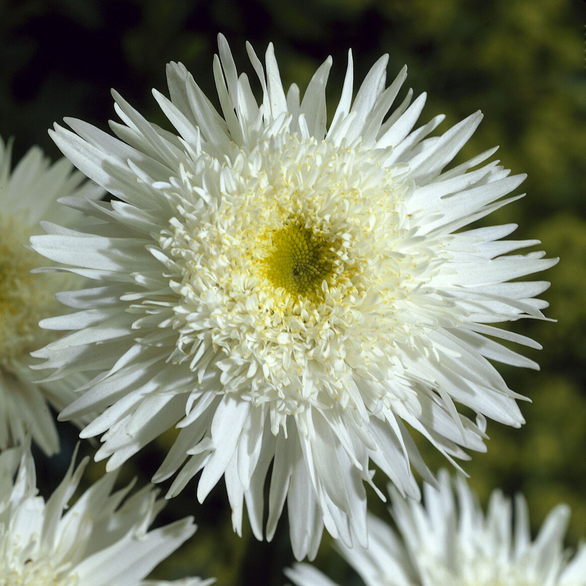 Marguerite d'été Wirral Supreme - Leucanthemum superbum Wirral Supreme - Willemse