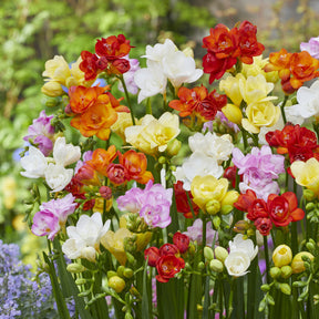 25 Freesias à fleurs doubles en mélange - Willemse