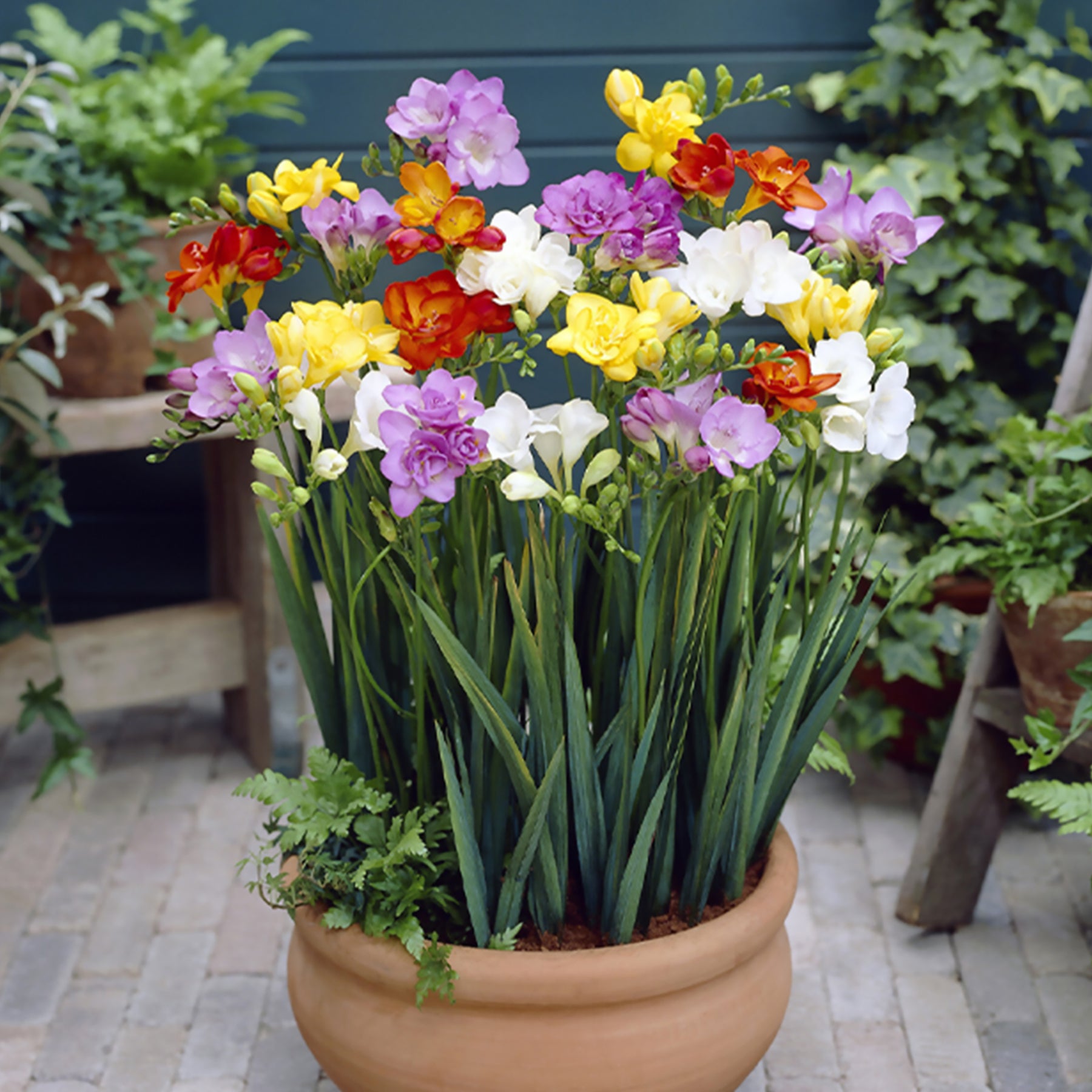 25 Freesias à fleurs doubles en mélange - Freesia - Willemse