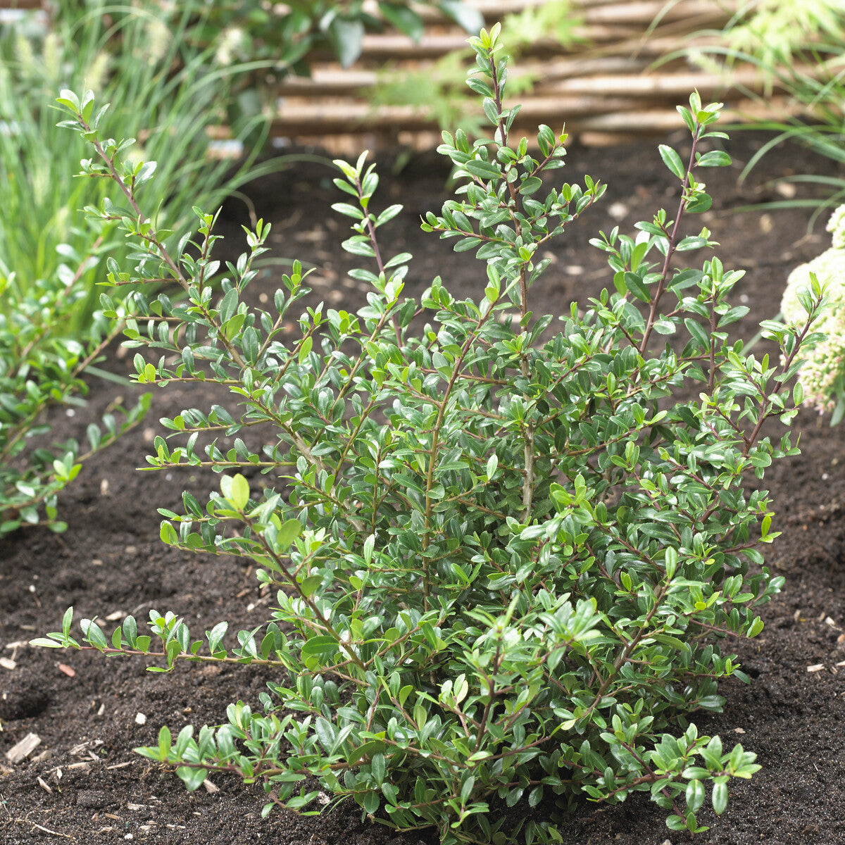 Houx crénelé nain - Ilex crenata Stokes - Willemse