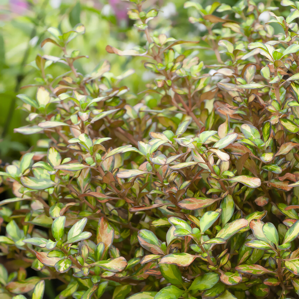 Coprosma - Coprosma Evening Glow - Willemse