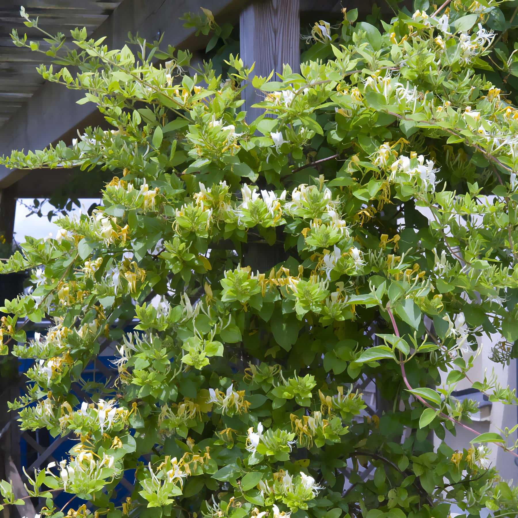 Chèvrefeuille du Japon Halliana - Lonicera japonica Halliana - Willemse