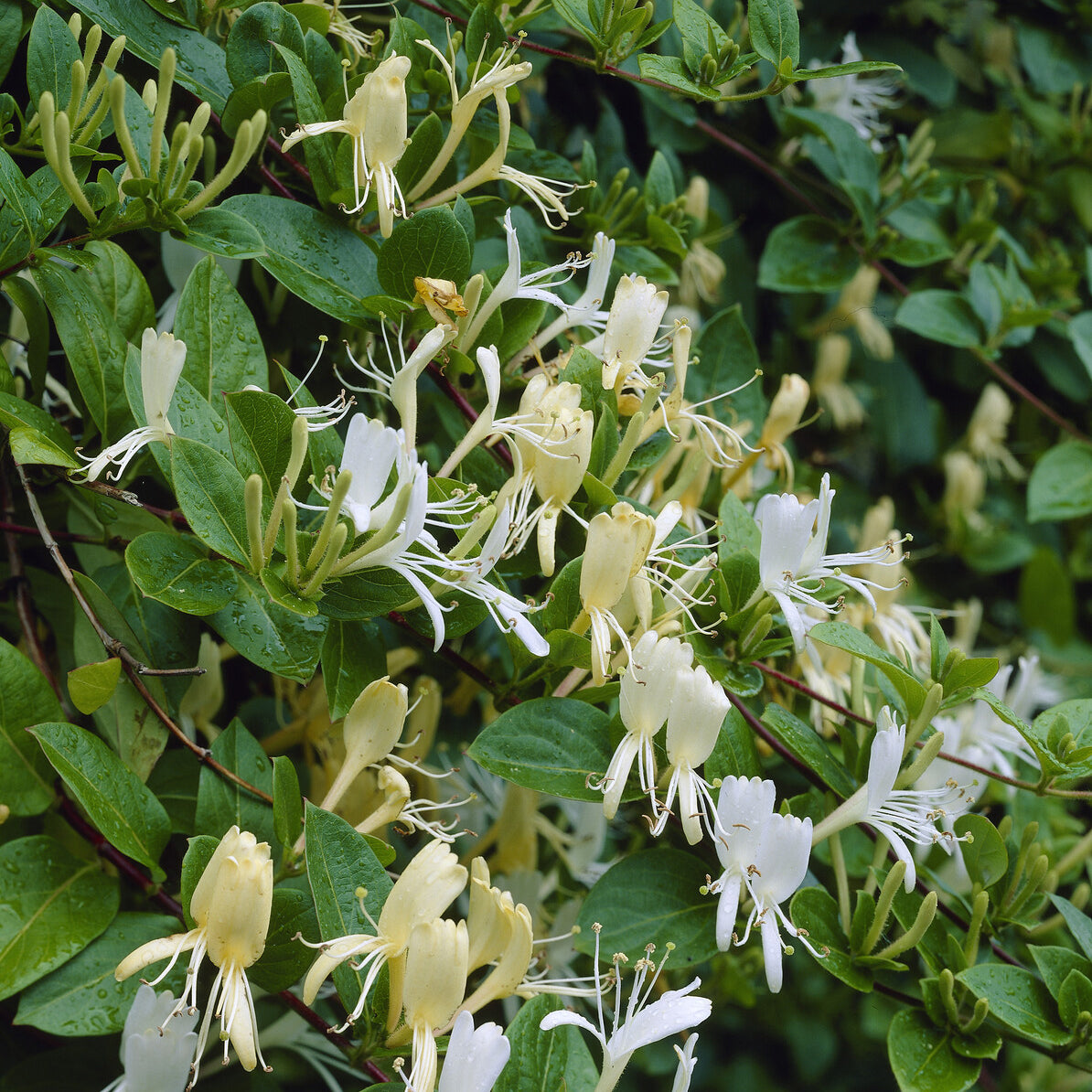 Lonicera japonica Halliana - Chèvrefeuille du Japon Halliana - Chèvrefeuilles