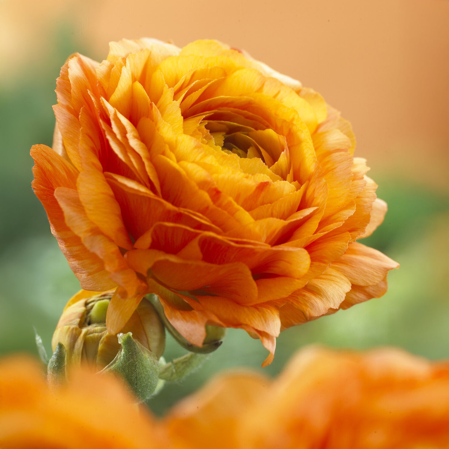 Ranunculus asiaticus Orange - 10 Renoncules oranges - Renoncule