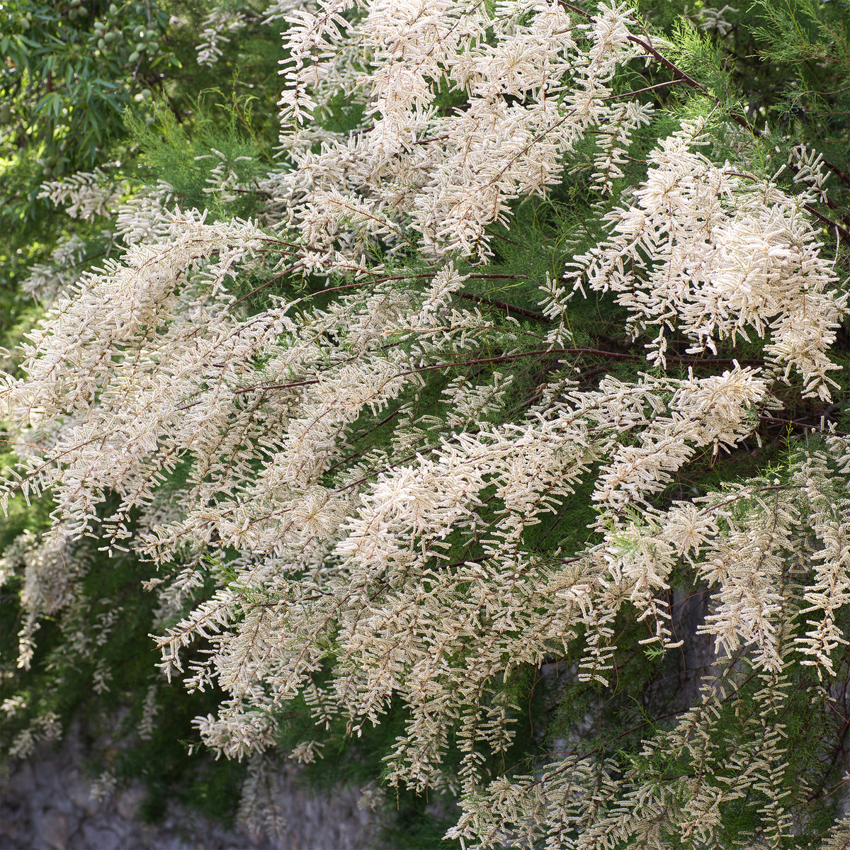 Tamaris ramosissima blanc - Tamaris ramosissima Hulsdonk White - Willemse