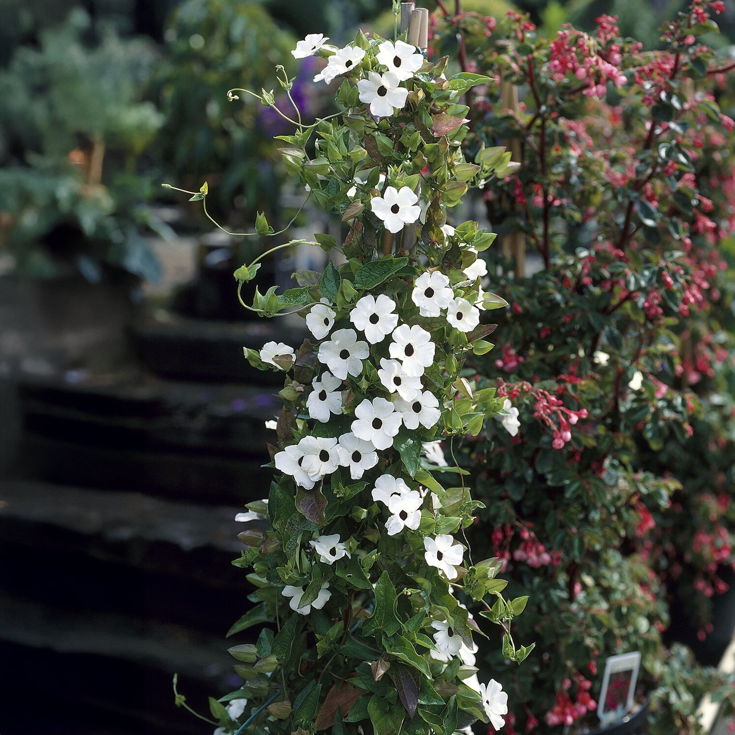 Suzanne aux yeux noirs à fleurs blanches - Thunbergia alata white - Willemse