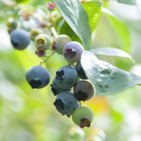 Vaccinium corymbosum Berkeley - Myrtillier Berkeley - Myrtillier