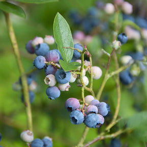 Vaccinium corymbosum Blue Crop - Myrtillier Blue Crop - Myrtillier