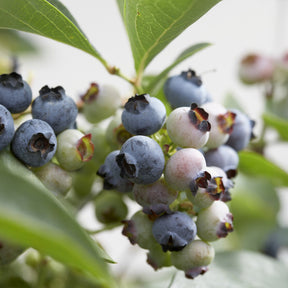 Myrtillier Chandler - Vaccinium corymbosum Chandler - Willemse