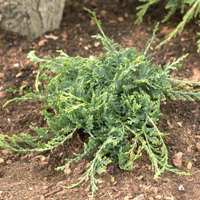 Genévrier rampant Wiltonii - Juniperus horizontalis Wiltonii - Willemse