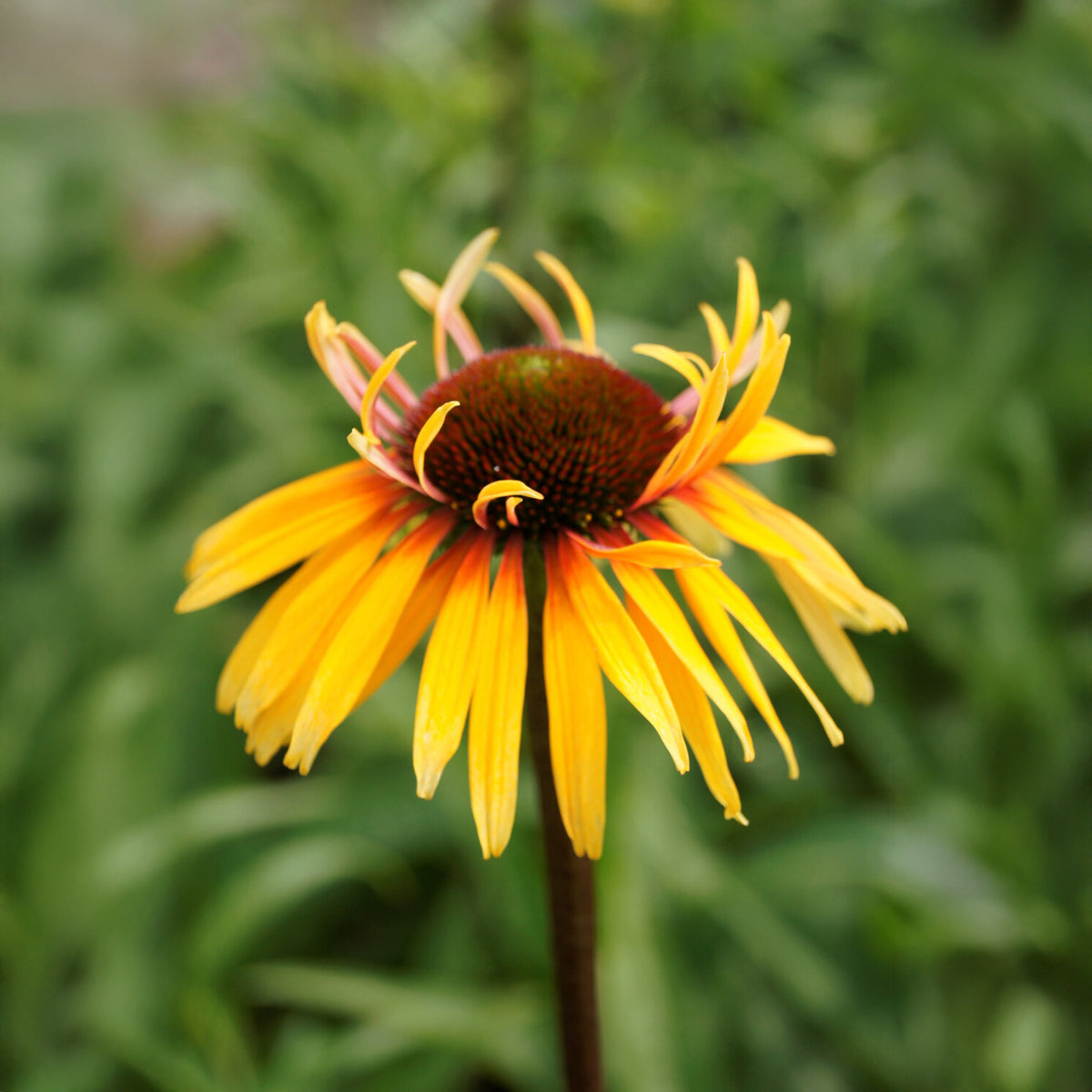 Échinacée pourpre Funky Yellow - Willemse