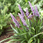 Liriope muscari Ingwersen - Willemse