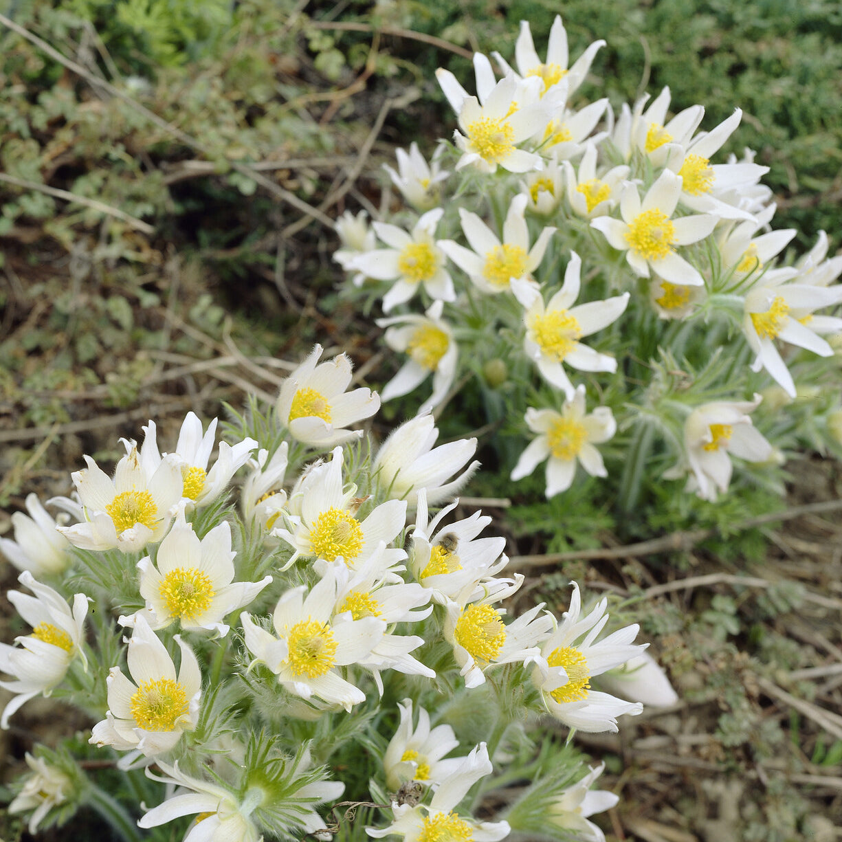 3 Anémones pulsatilles blanches