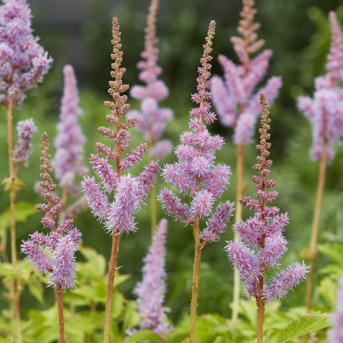 Astilbe de Chine Pumila