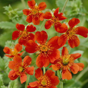 3 Benoîtes orange Borisii - Willemse