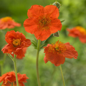 3 Benoîtes orange Borisii - Geum coccineum Borisii - Willemse