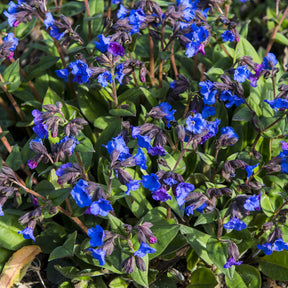 Pulmonaire Blue Ensign - Willemse