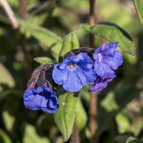 Pulmonaire Blue Ensign - Pulmonaria Blue Ensign - Willemse