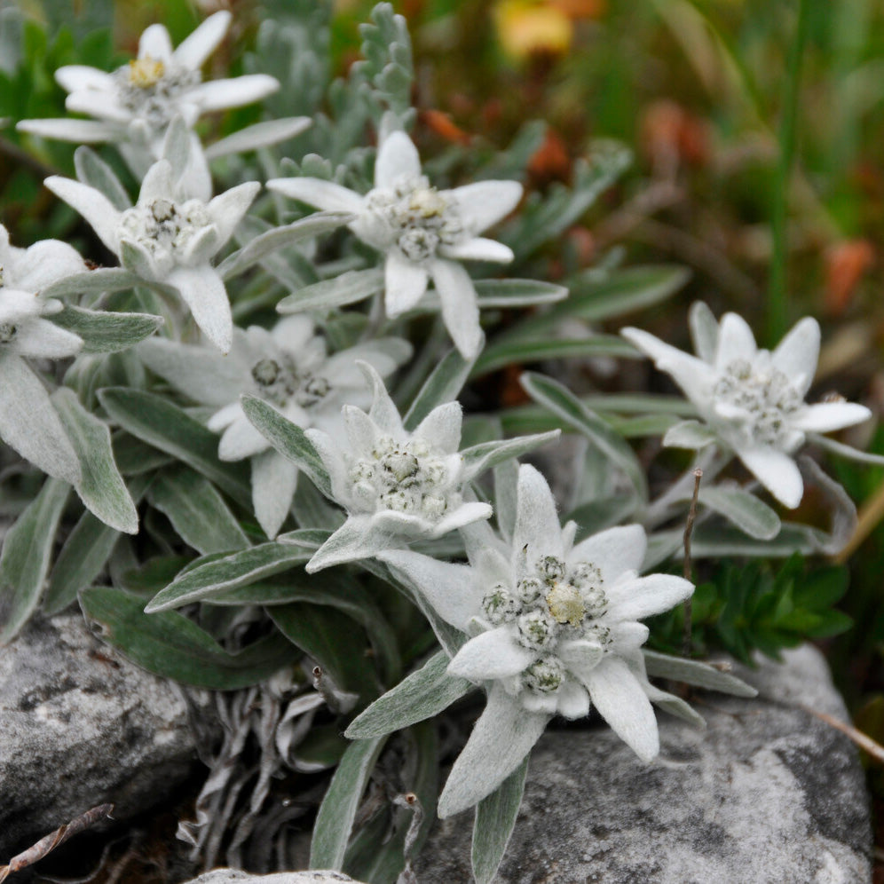 3 Edelweiss des Alpes - Willemse