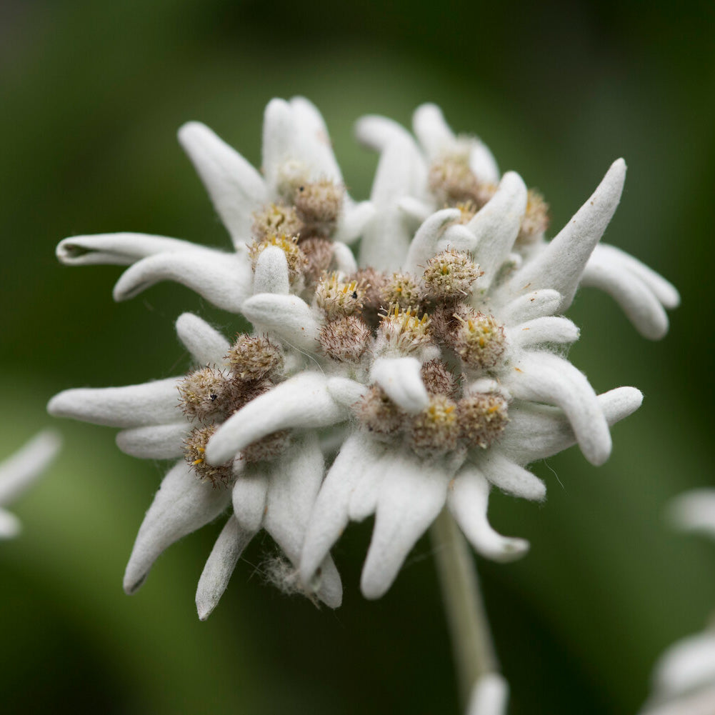 3 Edelweiss des Alpes - Leontopodium alpinum - Willemse