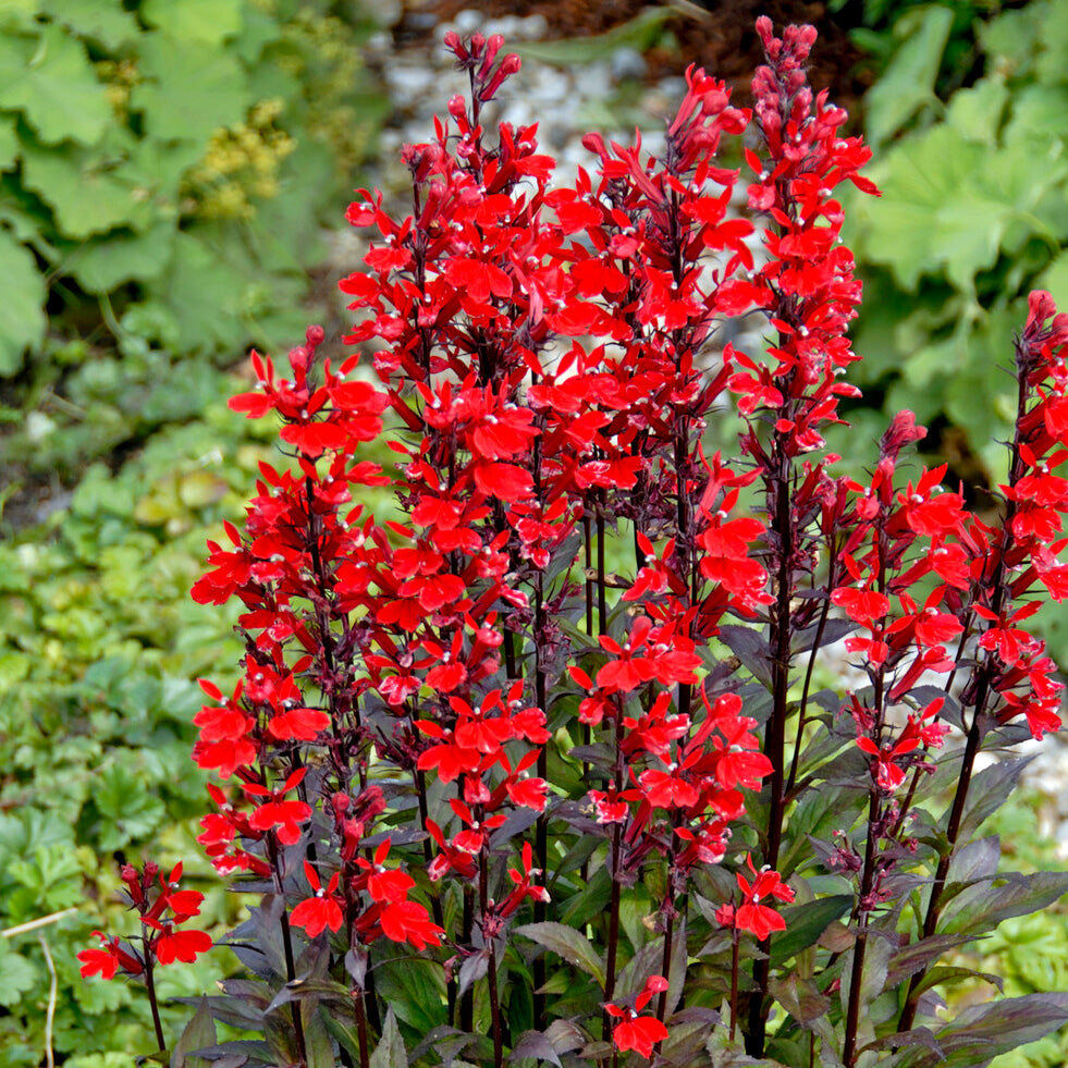 3 Lobelias écarlates Queen Victoria - Willemse