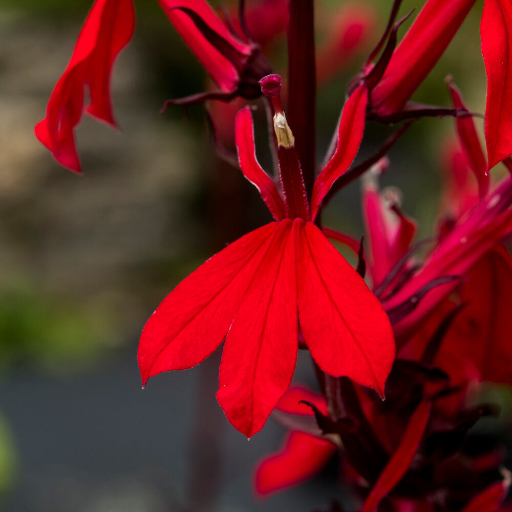 Lobelia queen victoria - 3 Lobelias écarlates Queen Victoria - Lobélie - Lobelia