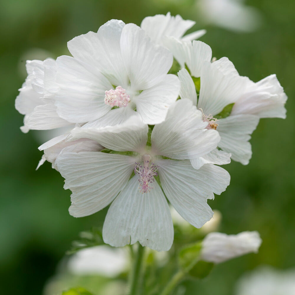 3 Mauves musquées blanches