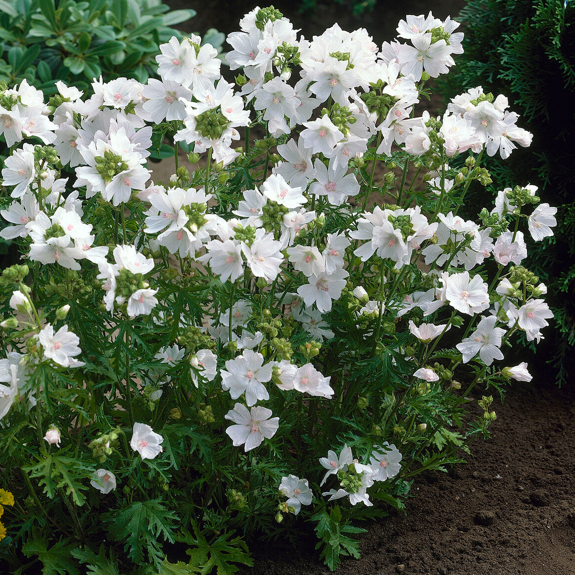 3 Mauves musquées blanches