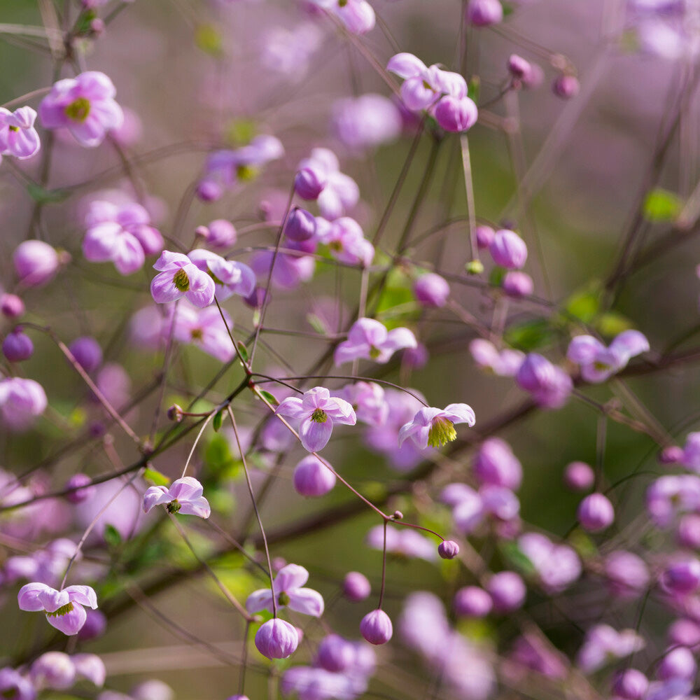 Pigamon du père Delavay - Thalictrum delavayi - Willemse