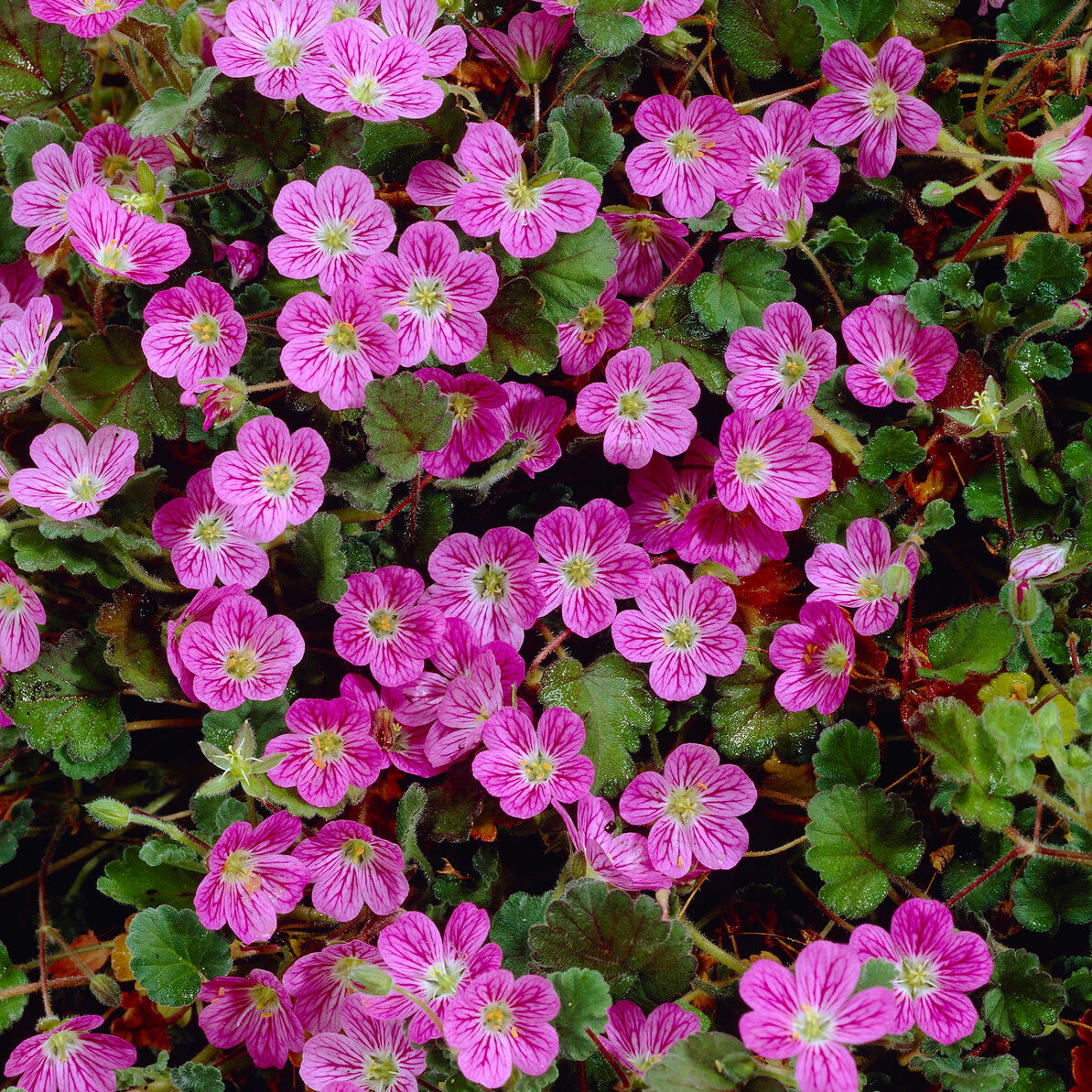 Erodium variabile Bishop's Form - Erodium Bishops Form - Fleurs vivaces