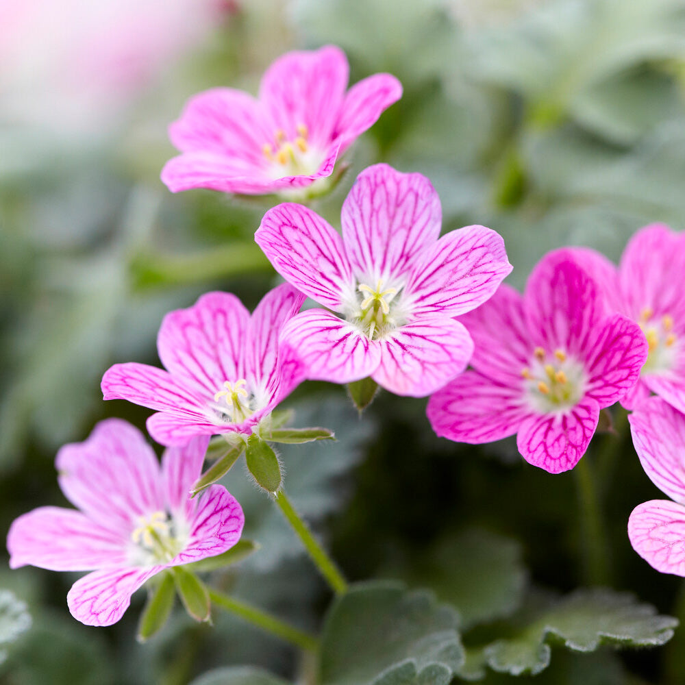 Erodium Bishops Form - Willemse