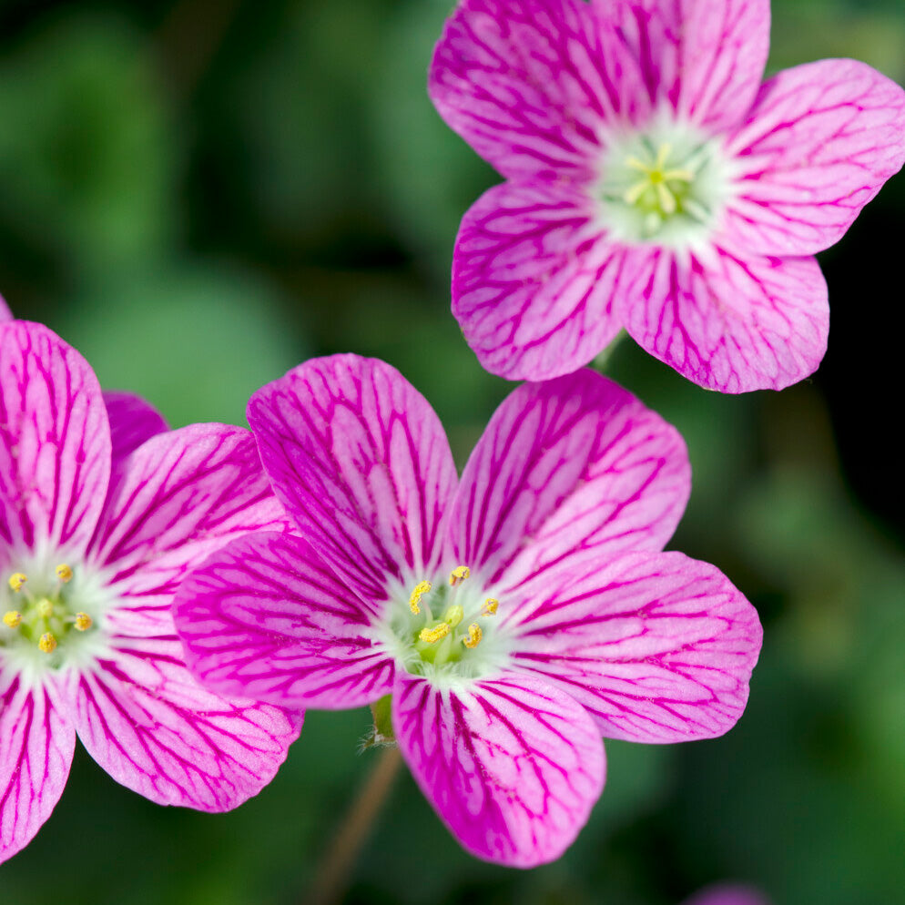 Erodium Bishops Form - Erodium variabile Bishop's Form - Willemse