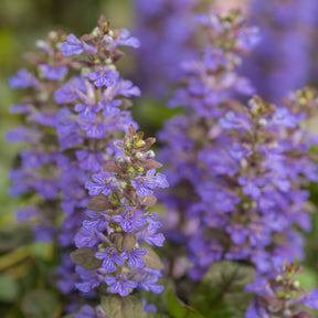 3 Bugles rampantes Atropurpurea - Ajuga reptans Atropurpurea - Willemse